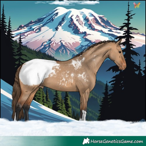 Horse Color:Bay Dun Tobiano Appaloosa 
