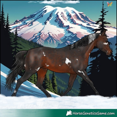 Horse Color:White Spotted Brown 