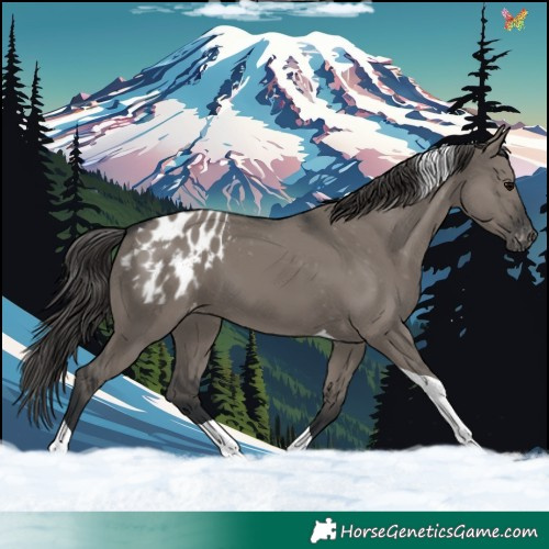 Horse Color:Grullo Tobiano Appaloosa