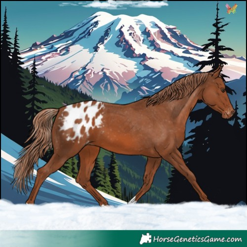 Horse Color:Chestnut Tobiano Blanket 
