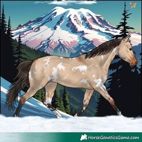 Horse Color:White Spotted Bay Dun 