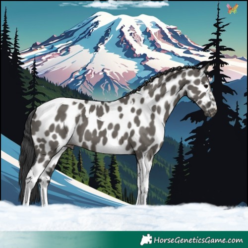 Horse Color:Grullo Tobiano Appaloosa 