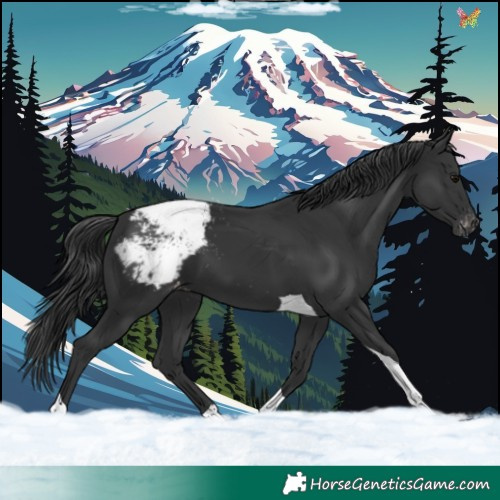 Horse Color:Black Tobiano Appaloosa