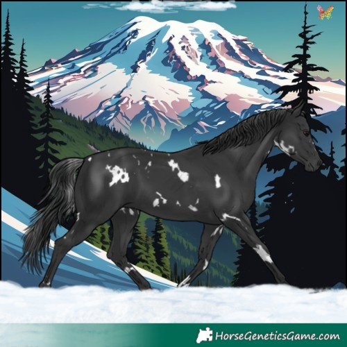 Horse Color:White Spotted Black 