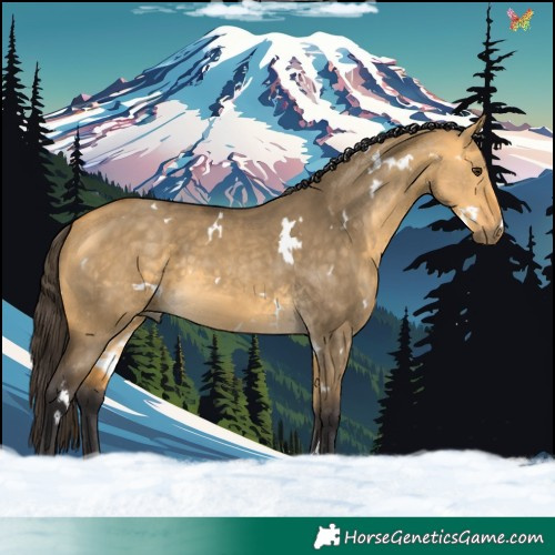 Horse Color:White Spotted Buckskin Dun 