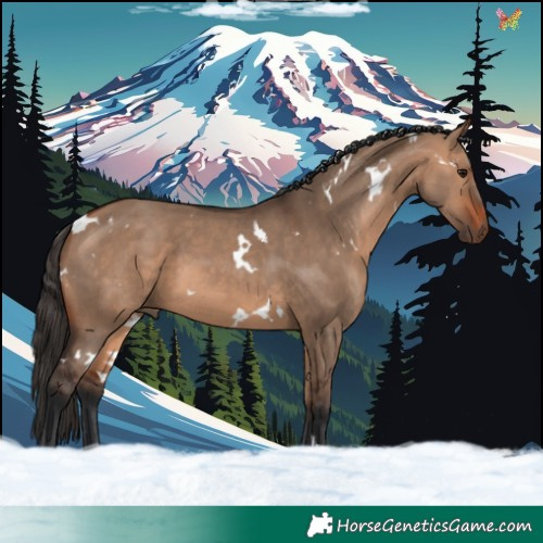 Horse Color:White Spotted Bay Dun 