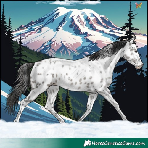 Horse Color:White Spotted Grullo Ice Appaloosa 