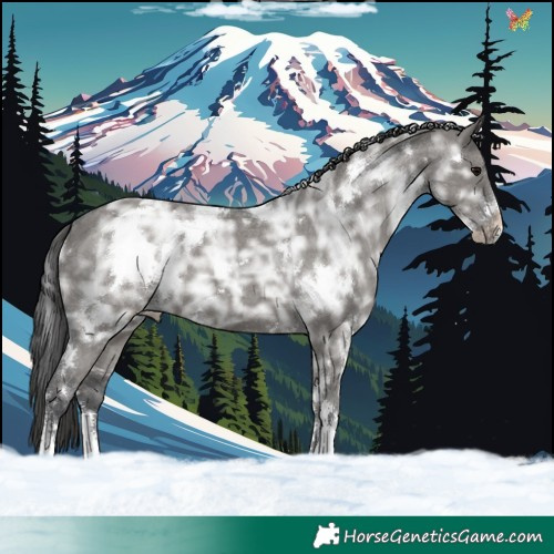Horse Color:White Spotted Grullo Ice Sabino Appaloosa 
