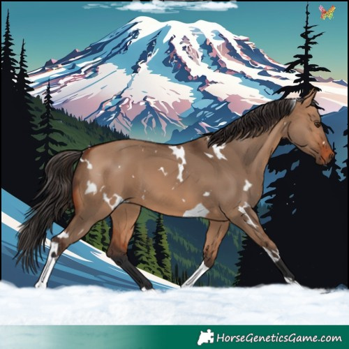 Horse Color:White Spotted Bay Dun Tobiano 