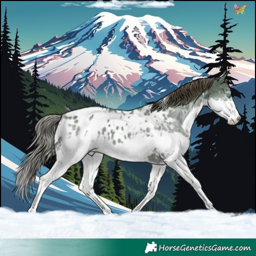 Horse Color:White Spotted Grullo Splash Appaloosa