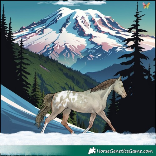 Horse Color:Gold Champagne Dun Tobiano Appaloosa 