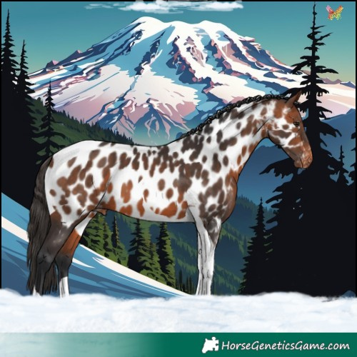 Horse Color:Bay Tobiano Appaloosa 