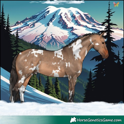 Horse Color:White Spotted Bay Dun 