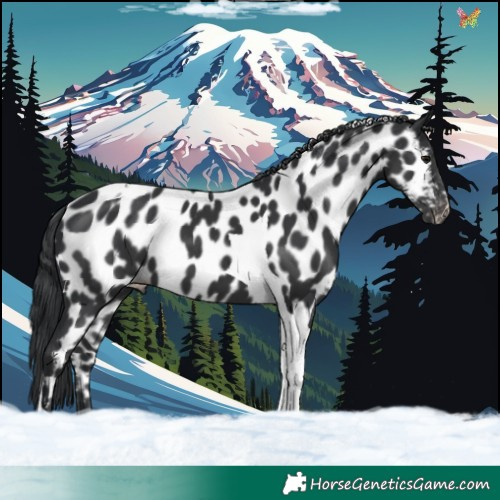 Horse Color:Black Tobiano Appaloosa