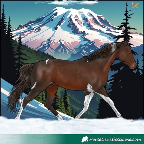 Horse Color:Liver Chestnut Tobiano Appaloosa 