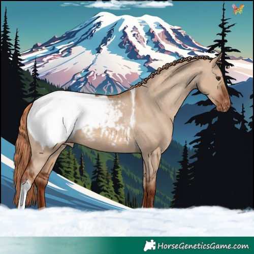 Horse Color:Red Dun Tobiano Appaloosa
