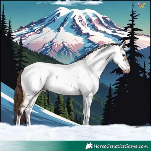 Horse Color:Bay Dun Tobiano Appaloosa