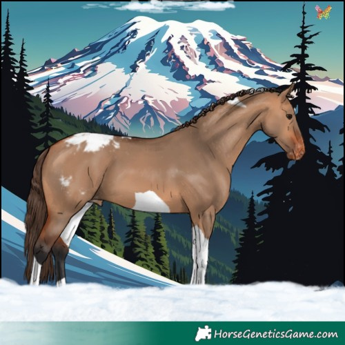 Horse Color:Bay Dun Tobiano Appaloosa 