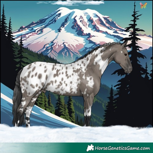 Horse Color:White Spotted Grullo Appaloosa 