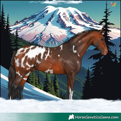 Horse Color:White Spotted Bay Tobiano Appaloosa