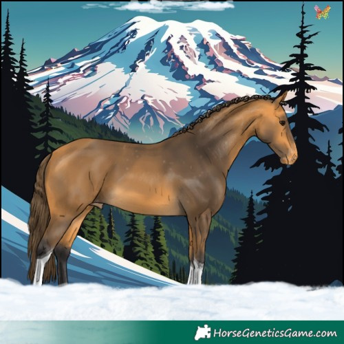 Horse Color:Buckskin Tobiano Appaloosa