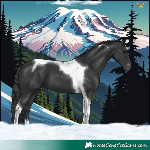 Horse Color:Black Tobiano Appaloosa 