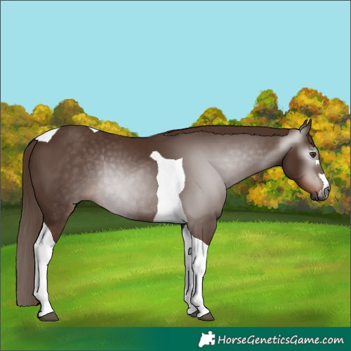 Horse Color:Gray Chestnut Tobiano Rabicano 