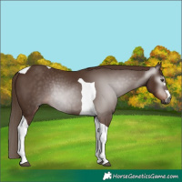 Horse Color:Gray Chestnut Tobiano Rabicano 