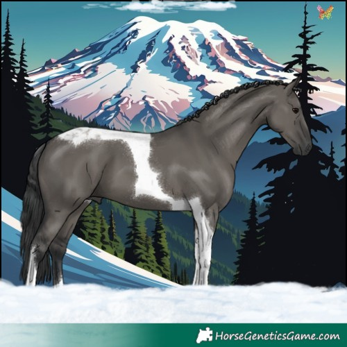 Horse Color:Grullo Tobiano