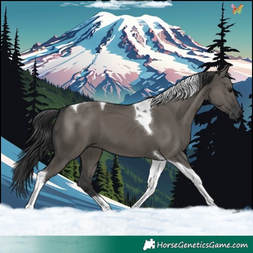 Horse Color:Grullo Tobiano 