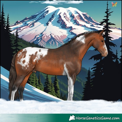 Horse Color:Bay Tobiano Blanket 