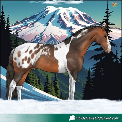 Horse Color:Bay Tobiano Appaloosa 