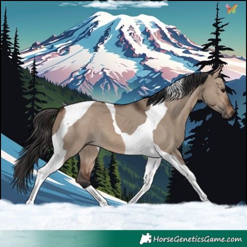 Horse Color:Brown Dun Tobiano 