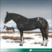 Horse Color:Powder White Liver Chestnut Splash Tobiano Rabicano 