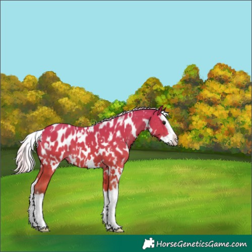 Horse Color:Unknown 