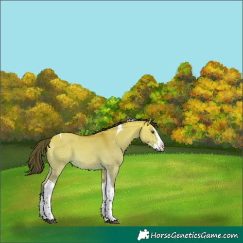 Horse Color:Unknown 