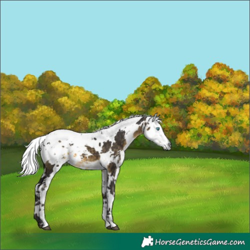 Horse Color:Buckskin Harlequin Merle 