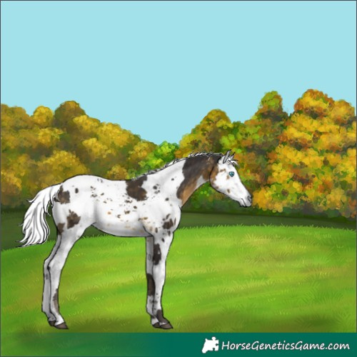 Horse Color:Unknown 