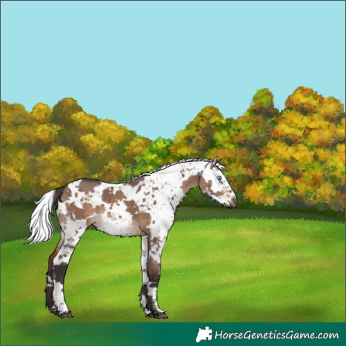 Horse Color:Unknown 