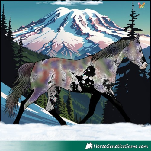 Horse Color:Nacre White Spotted Grullo Tobiano 