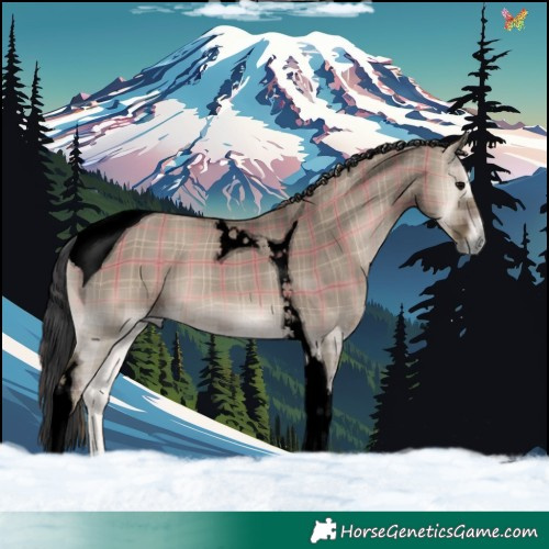 Horse Color:Void Plaid  Grullo Onyx Tobiano 