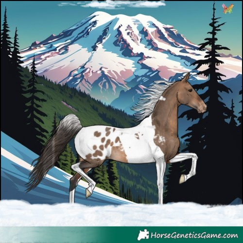 Horse Color:Bay Dun Tobiano Blanket 