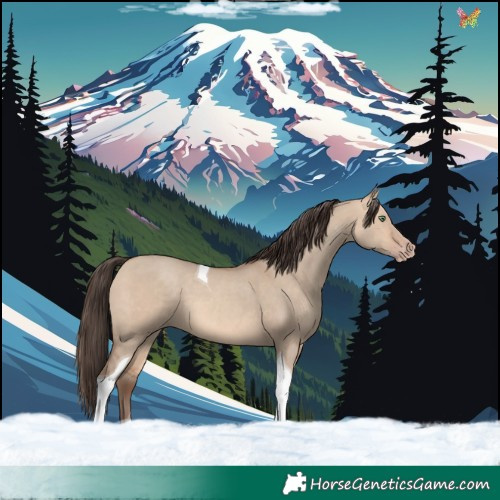 Horse Color:Amber Champagne Dun Tobiano 