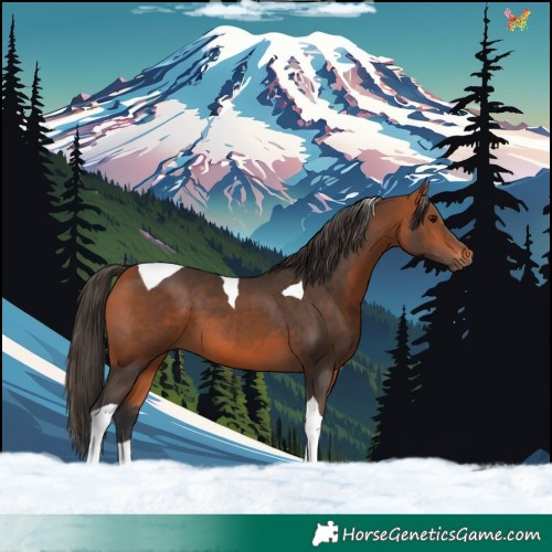 Horse Color:Bay Tobiano 