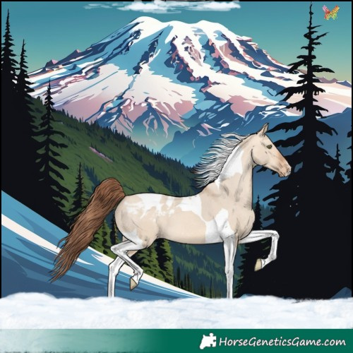 Horse Color:Amber Champagne Dun Tobiano Appaloosa
