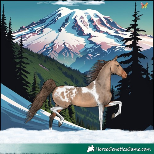 Horse Color:Bay Dun Tobiano Appaloosa 