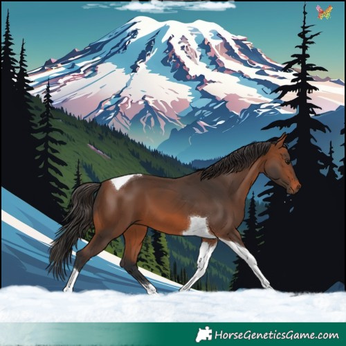 Horse Color:Bay Tobiano 