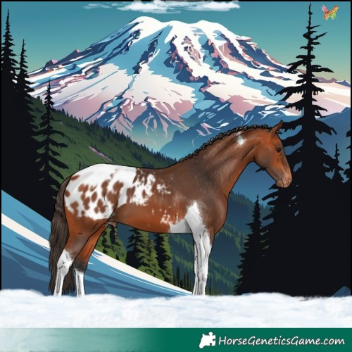 Horse Color:Bay Tobiano Blanket 