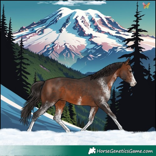 Horse Color:White Spotted Brown Tobiano