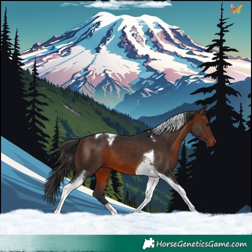 Horse Color:Brown Tobiano 